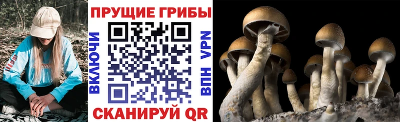 Галлюциногенные грибы Psilocybe  Приморско-Ахтарск 